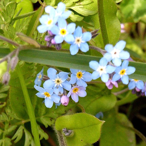Water forget-me-noton RikenMon's Nature.Guide
