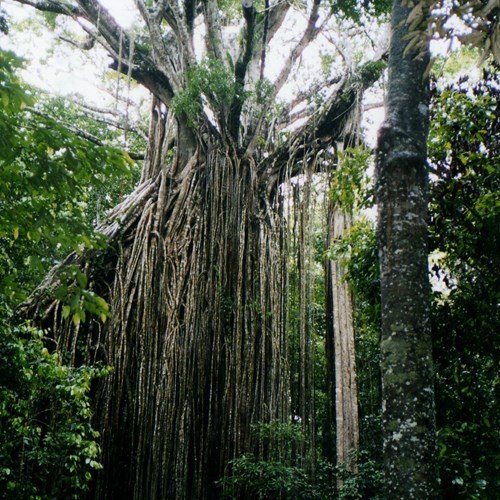 Ficus virens [L.]Em Nature.Guide de RikenMon