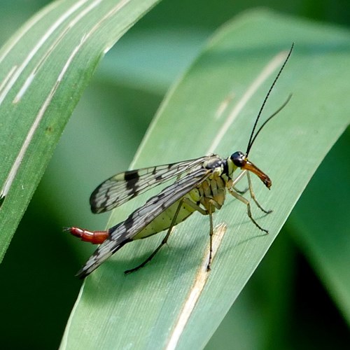 Scorpionflyon RikenMon's Nature.Guide
