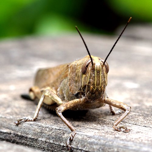Locusta egizianasu guida naturalistica di RikenMon