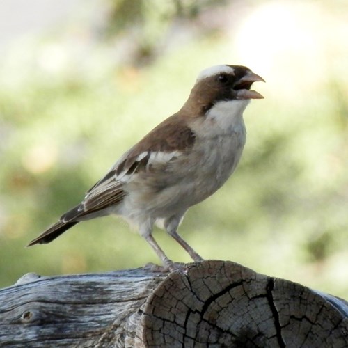 White-browed sparrow-weaveron RikenMon's Nature.Guide