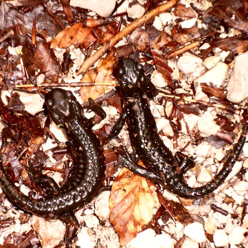 Salamandra atra [L.]Em Nature.Guide de RikenMon