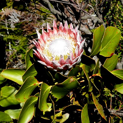 Protea cynaroides [L.]Sur le Nature.Guide de RikenMon
