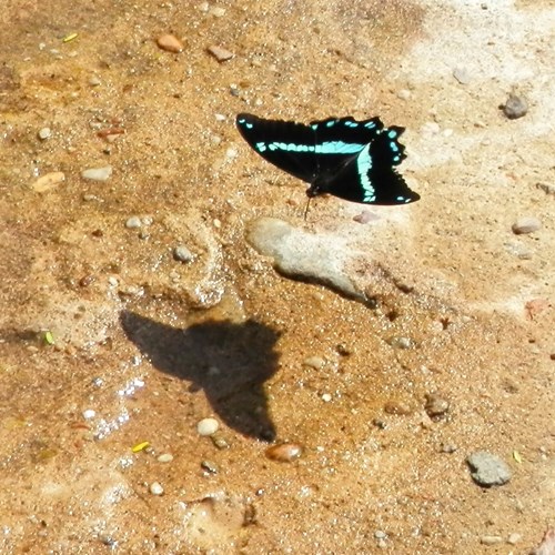 Papilio nireus [L.]En la Guía-Naturaleza de RikenMon