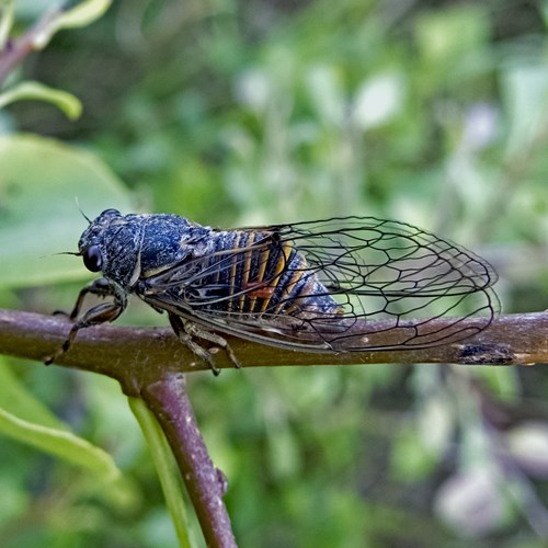 Cicadetta montana [L.]Sur le Nature.Guide de RikenMon