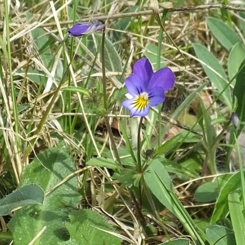 Viola tricolor [L.]su guida naturalistica di RikenMon