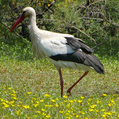 White storkon RikenMon's Nature.Guide