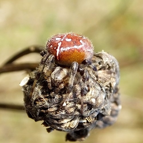 Araña de cuatro puntosEn la Guía-Naturaleza de RikenMon