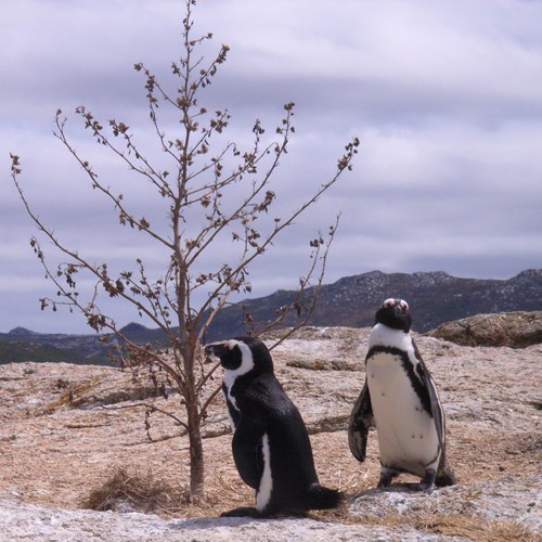 Pingüino de El CaboEn la Guía-Naturaleza de RikenMon