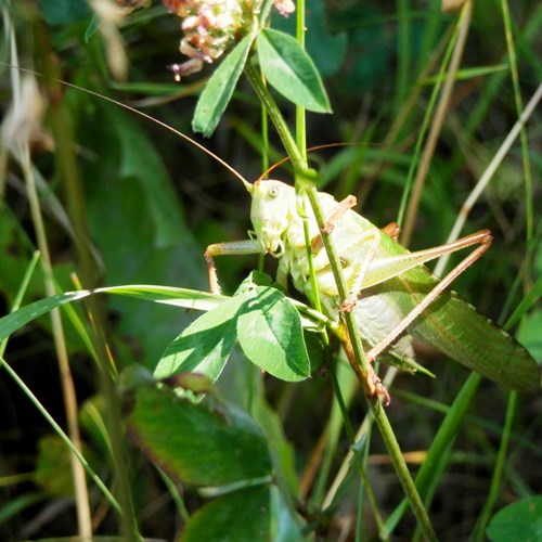 Tettigonia viridissima [L.]Em Nature.Guide de RikenMon