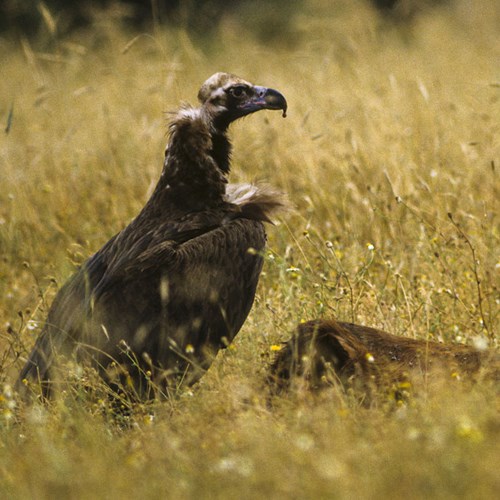 Cinereous vultureon RikenMon's Nature.Guide