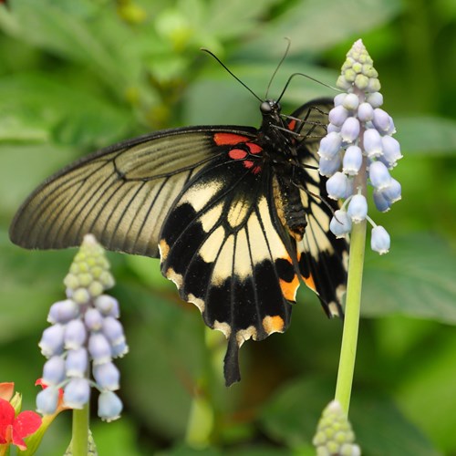 Papilio lowi [L.]Sur le Nature.Guide de RikenMon