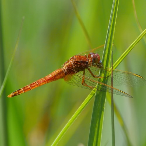 Scarlet dragonflyon RikenMon's Nature.Guide