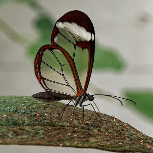 Glasswinged butterflyon RikenMon's Nature.Guide