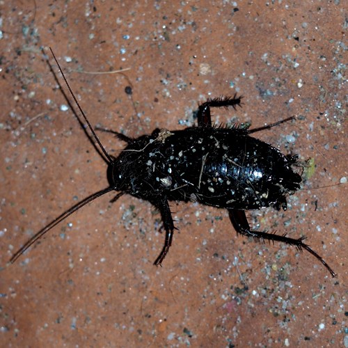 Cucaracha negraEn la Guía-Naturaleza de RikenMon