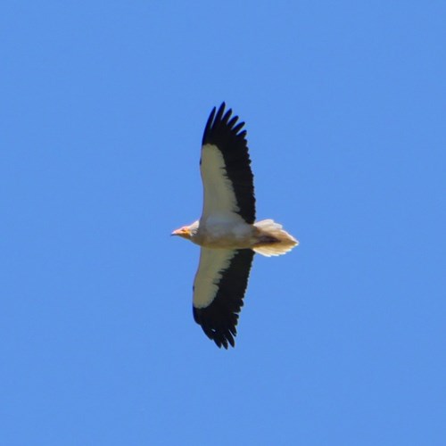 Egyptian vultureon RikenMon's Nature.Guide
