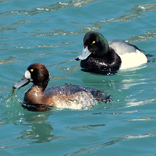 Greater scaupon RikenMon's Nature.Guide