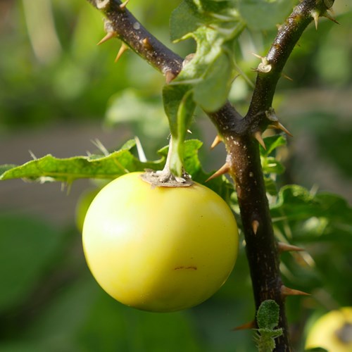 Solanum sodomaeum [L.]Em Nature.Guide de RikenMon