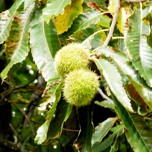 Sweet chestnuton RikenMon's Nature.Guide