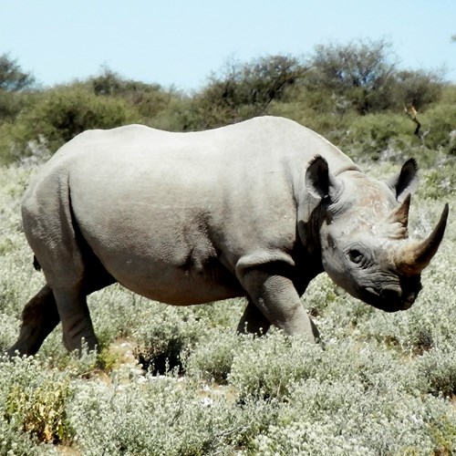 Rhinocéros noirSur le Nature.Guide de RikenMon