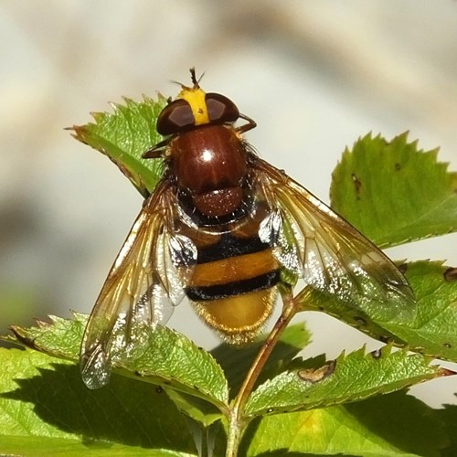 Hornet mimic hoverflyon RikenMon's Nature.Guide