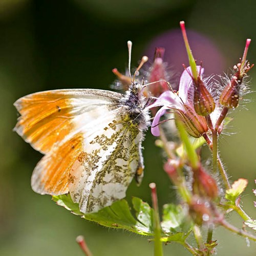 Mariposa auroraEn la Guía-Naturaleza de RikenMon