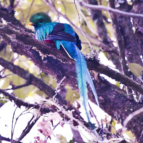 Quetzal resplendissantSur le Nature.Guide de RikenMon