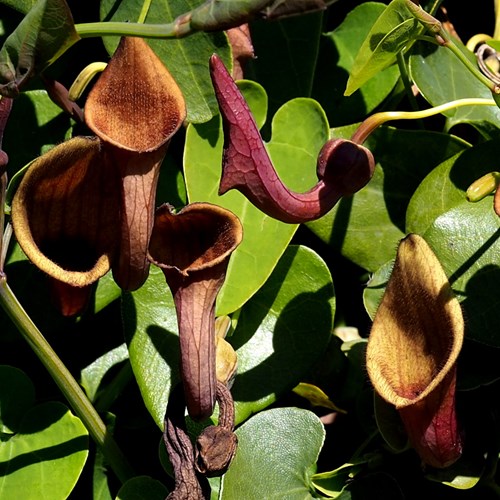 Aristolochia baetica [L.]Sur le Nature.Guide de RikenMon
