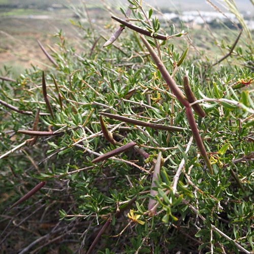 Periploca angustifolia [L.]Sur le Nature.Guide de RikenMon