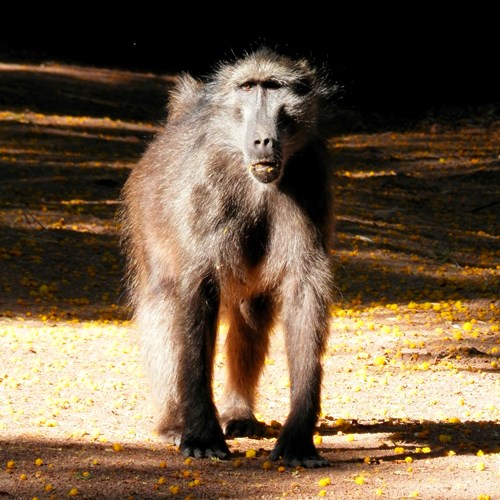 Chacma baboonon RikenMon's Nature.Guide