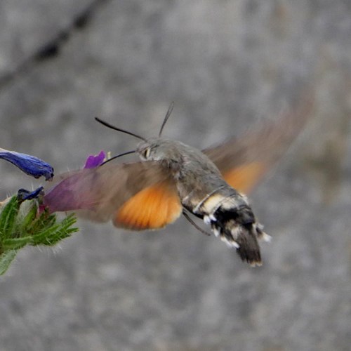 Hummingbird hawk-mothon RikenMon's Nature.Guide