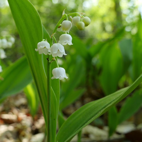 Lily of the valleyon RikenMon's Nature.Guide