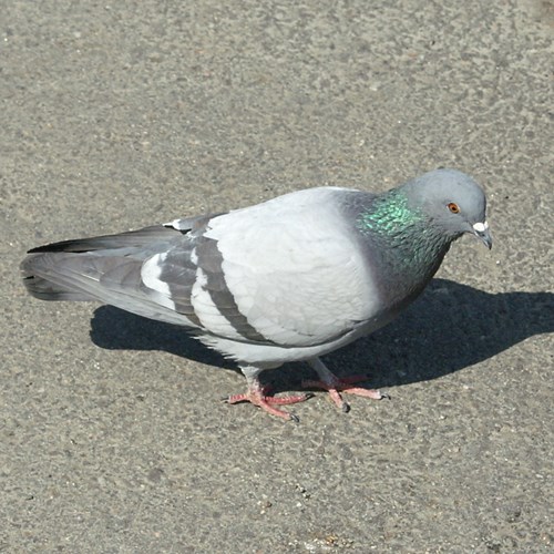 Pigeon bisetSur le Nature.Guide de RikenMon
