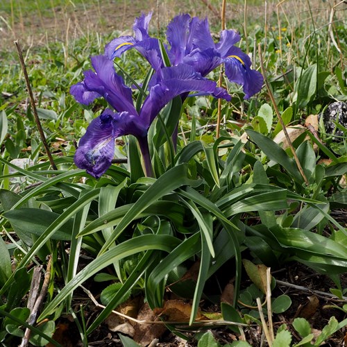 Iris planifolia [L.]Sur le Nature.Guide de RikenMon