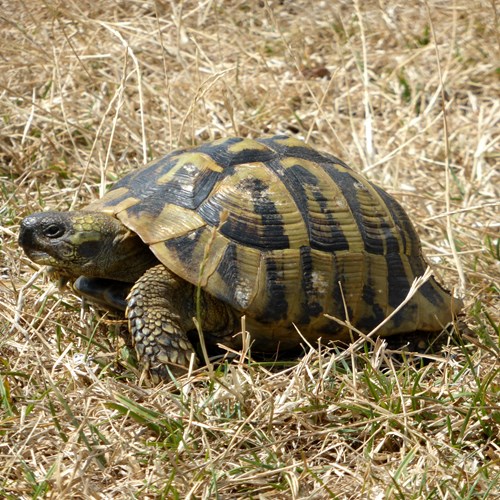Hermann's tortoiseon RikenMon's Nature.Guide