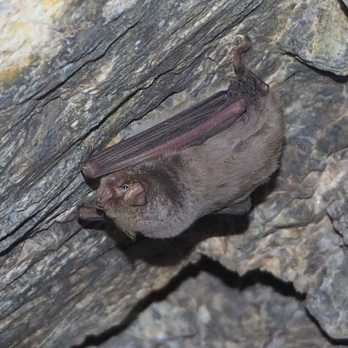 Morcego-de-pelucheEm Nature.Guide de RikenMon