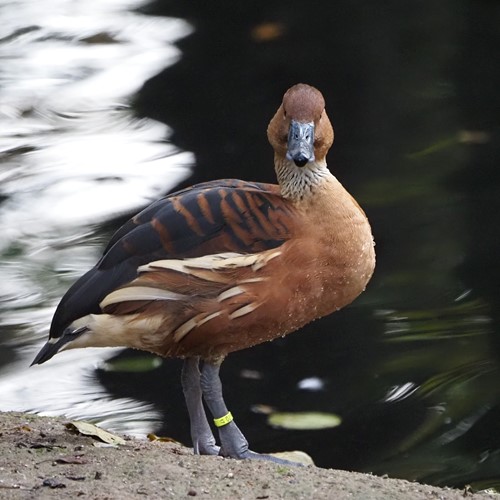 Fulvous whistling duckon RikenMon's Nature.Guide