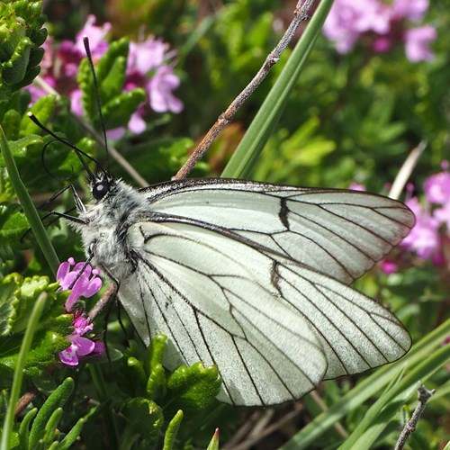 Black-veined whiteon RikenMon's Nature.Guide