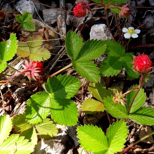 Wild strawberryon RikenMon's Nature.Guide