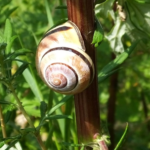 Grove snailon RikenMon's Nature.Guide