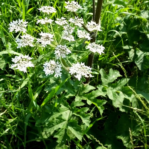 Branca ursinaEn la Guía-Naturaleza de RikenMon