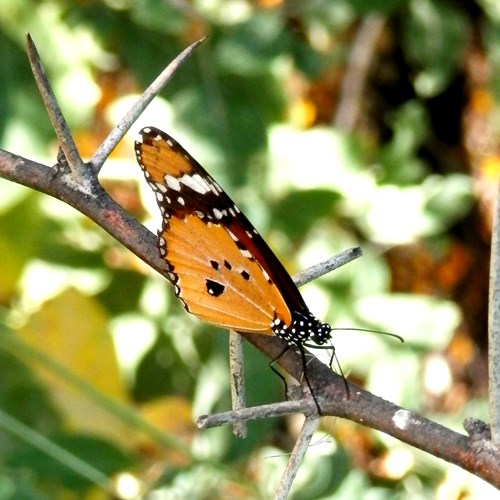 Kleiner MonarchAuf RikenMons Nature.Guide