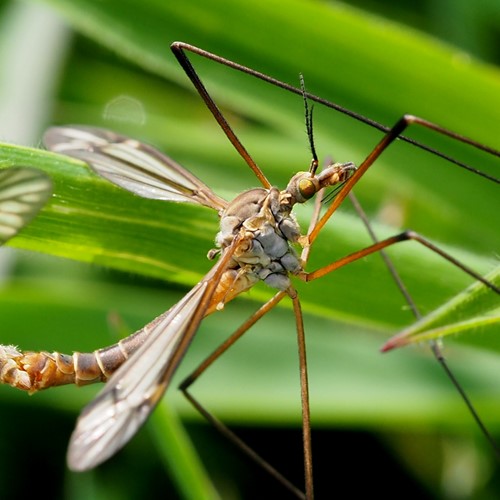 Tipula vernalis [L.]Em Nature.Guide de RikenMon