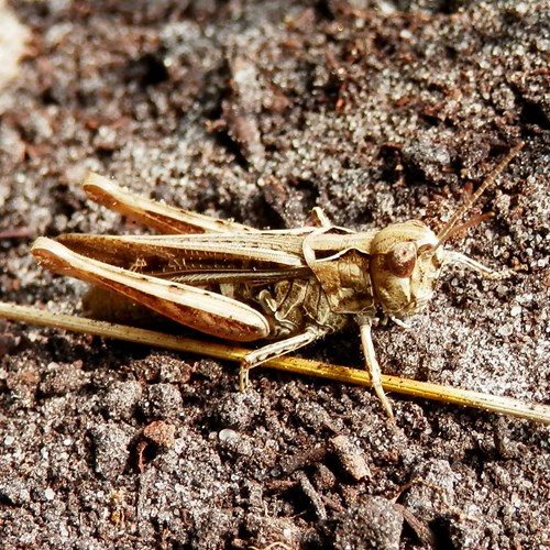 Bow-winged grasshopperon RikenMon's Nature.Guide