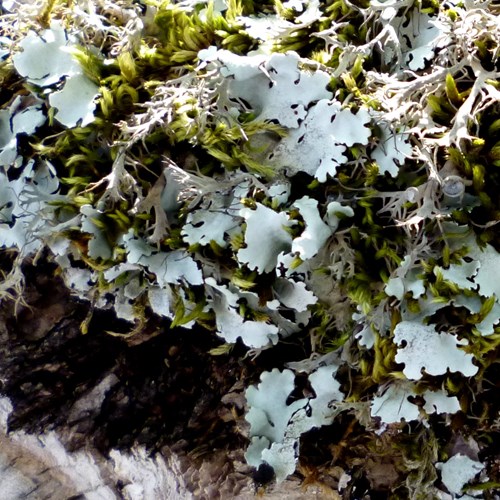 Parmelia sulcata [L.]Sur le Nature.Guide de RikenMon