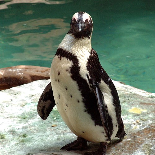 Pingüim-de-magalhãesEm Nature.Guide de RikenMon