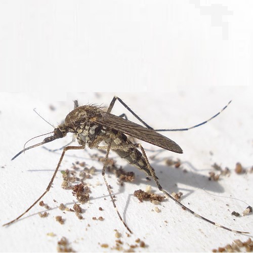 Zanzara comunesu guida naturalistica di RikenMon