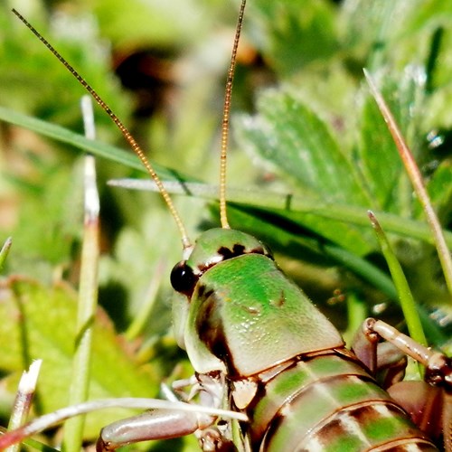 Small Alpine Bush-cricketon RikenMon's Nature.Guide