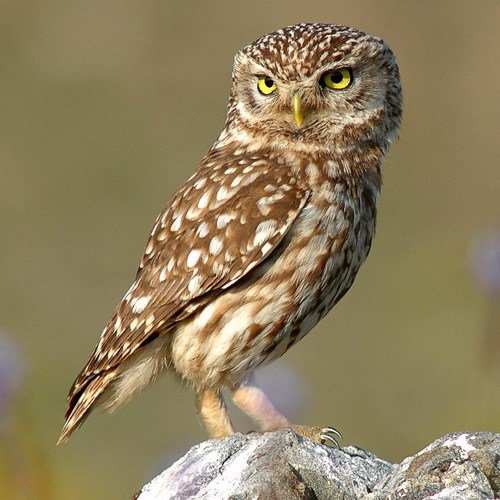 Chevêche d'AthénaSur le Nature.Guide de RikenMon