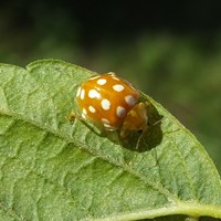Halyzia sedecimguttata En la Guía-Naturaleza de RikenMon
